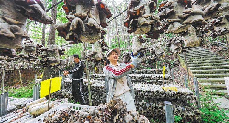 质量发展产业调研】林下生金冰球突破豪华版app【高(图2)